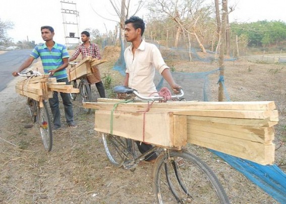 Forest timber smuggling rampant in Khowai Forest timber smuggling rampant in Khowai